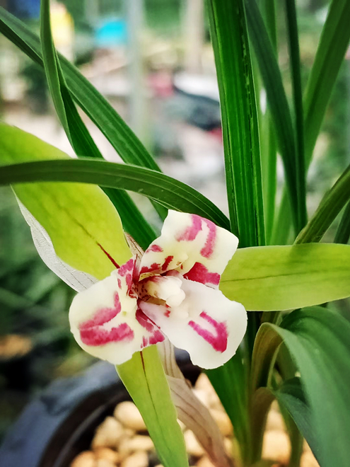 兰花,屈原,富阳兰花,爱国兰花,上官乡