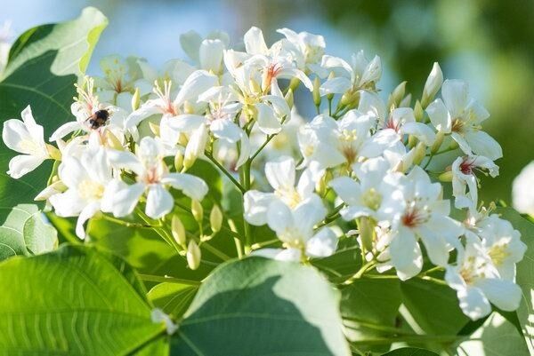 淳安300多亩千年桐花如雪绽放