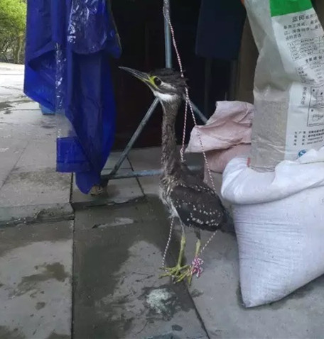 今年4月份，市民胡先生在杭州千岛湖高速出口附近救获的海南虎斑鳽