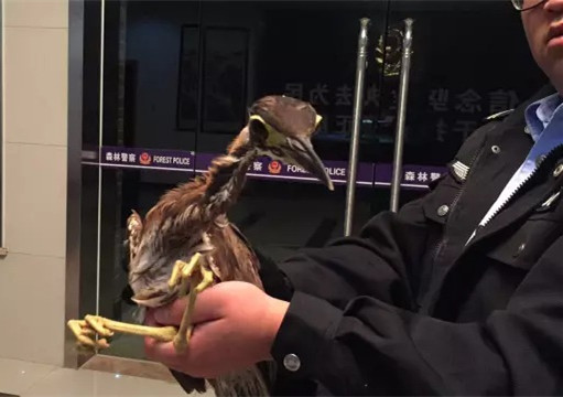 今年6月5日晚，市民唐先生在千岛湖中救起送交淳安森林警察的海南虎斑鳽