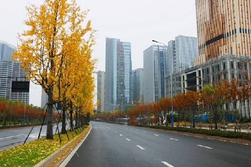 亮黄尽染大地 带你感受钱江世纪城的美