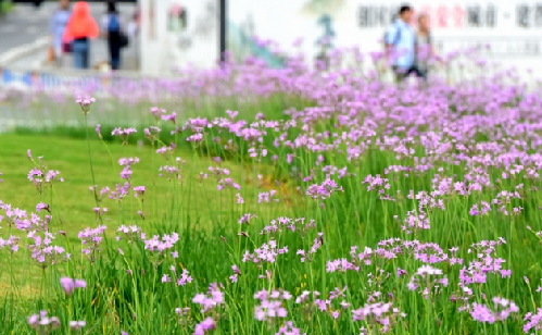 杭州城站的广场花坛紫娇花开得正艳 杭州新闻中心 杭州网