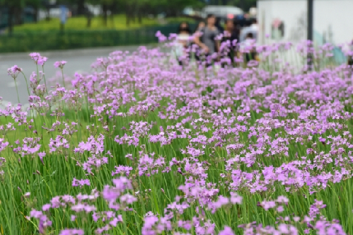 杭州城站的广场花坛紫娇花开得正艳 杭州新闻中心 杭州网
