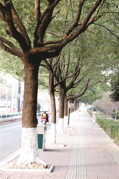 新一波冷空气来袭 行道树穿上"冬装"_杭州网